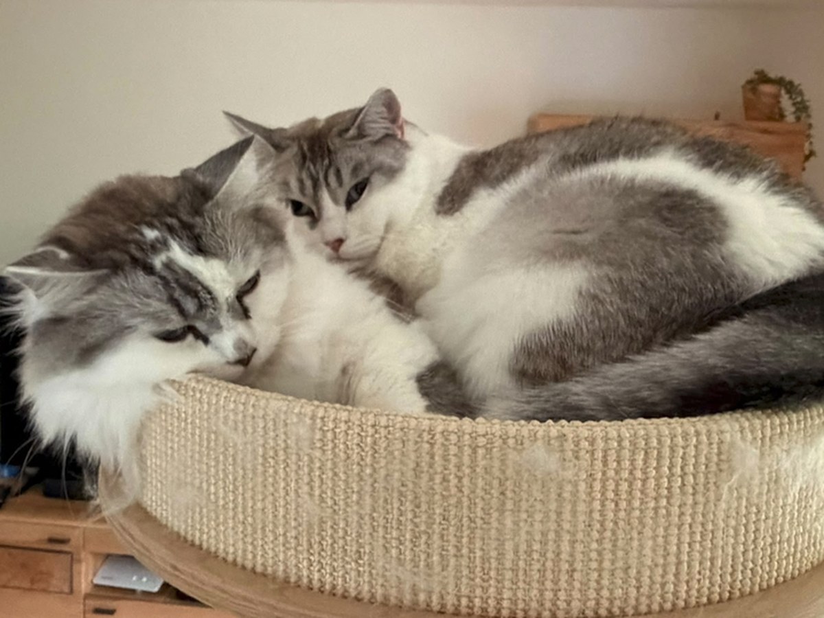Misha und Levi